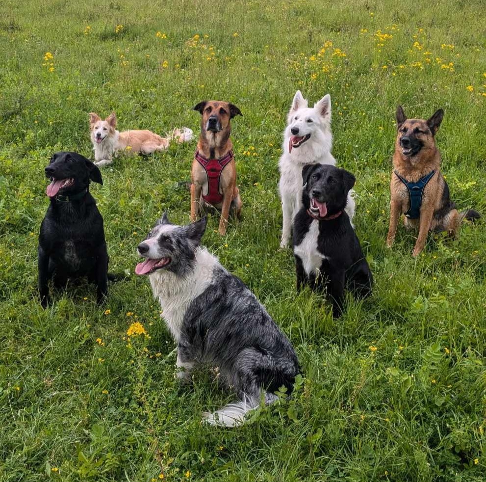 received_2446308425563413 Chiot blanc qui joue