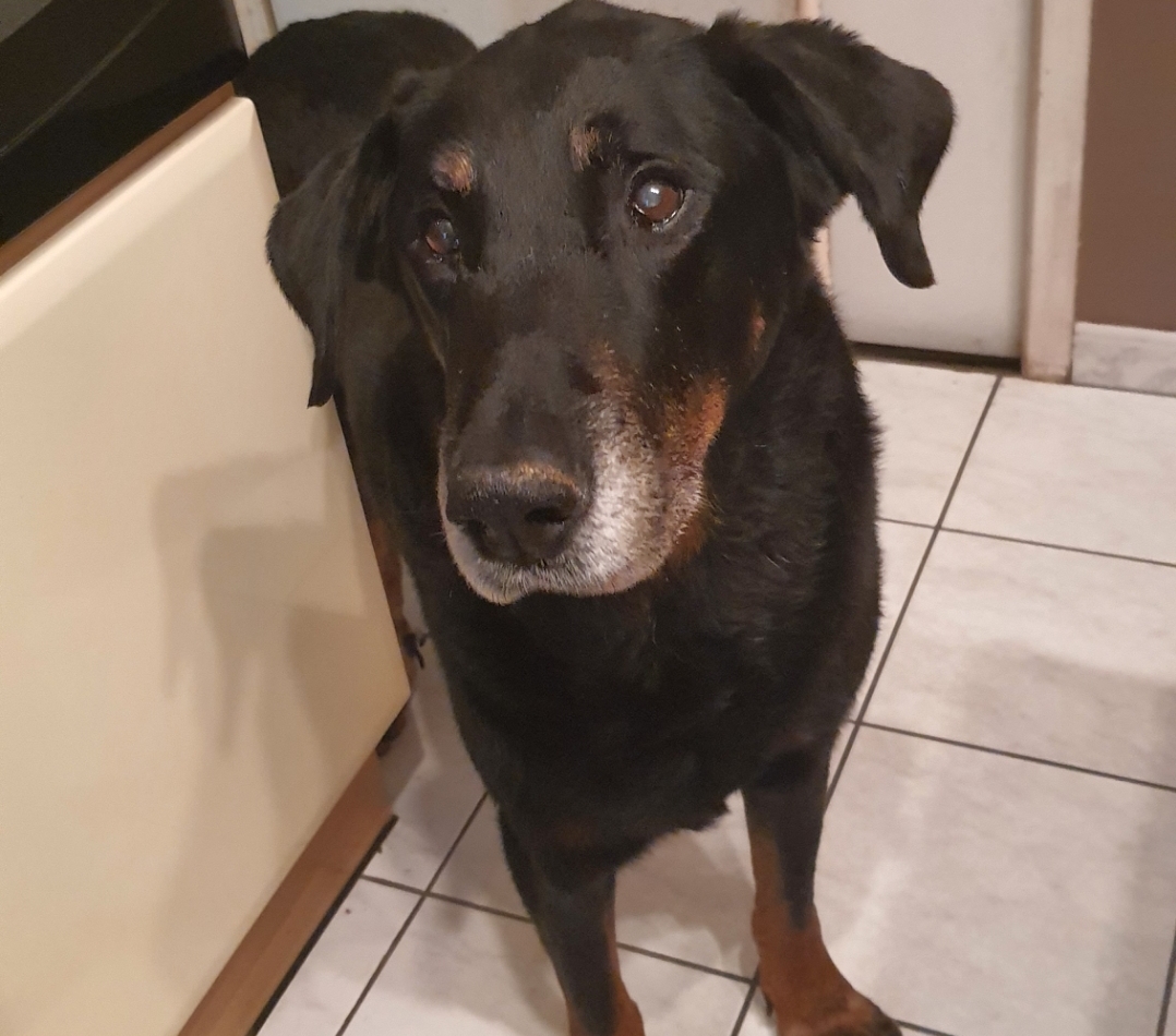 1000083042 (1) Chiot blanc qui joue