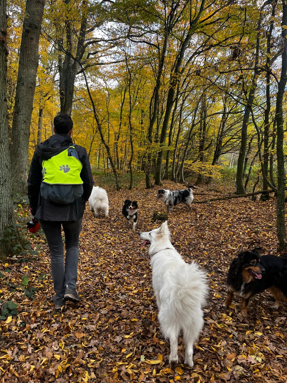 Amandine STEPHAN - Educatrice canin - Libercourt