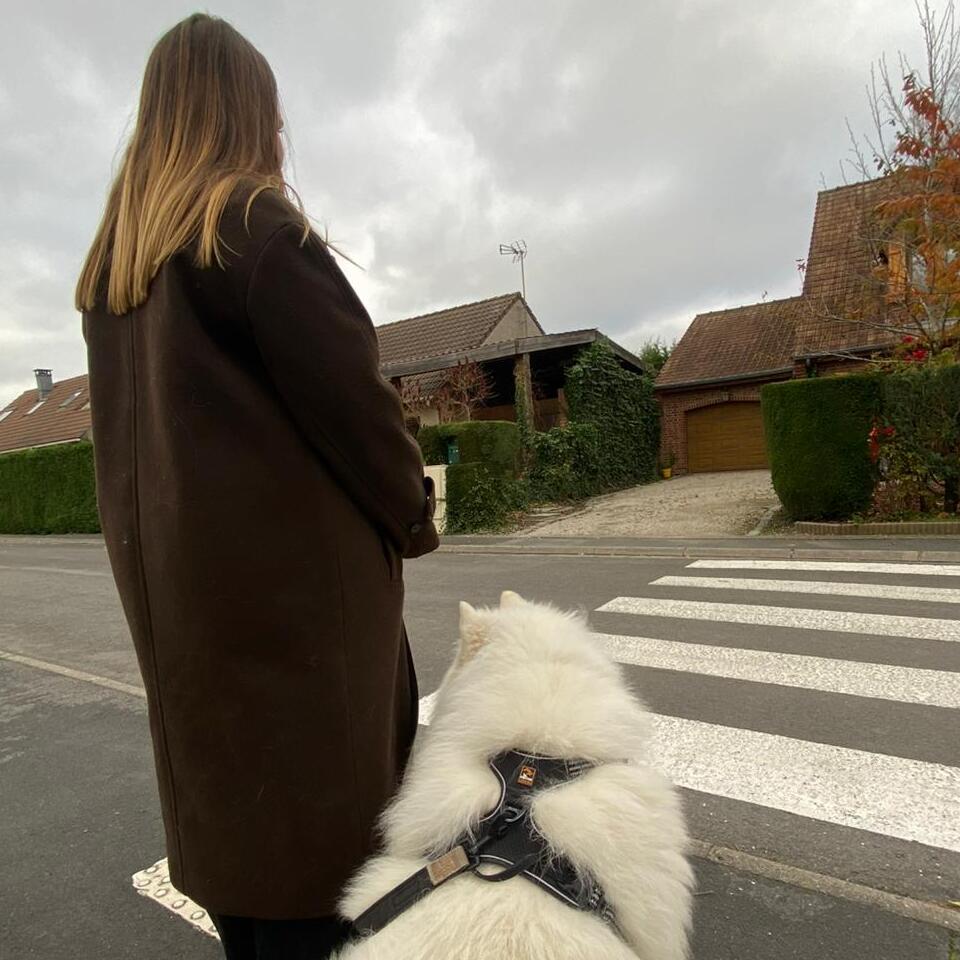 1000104327 Chiot blanc qui joue