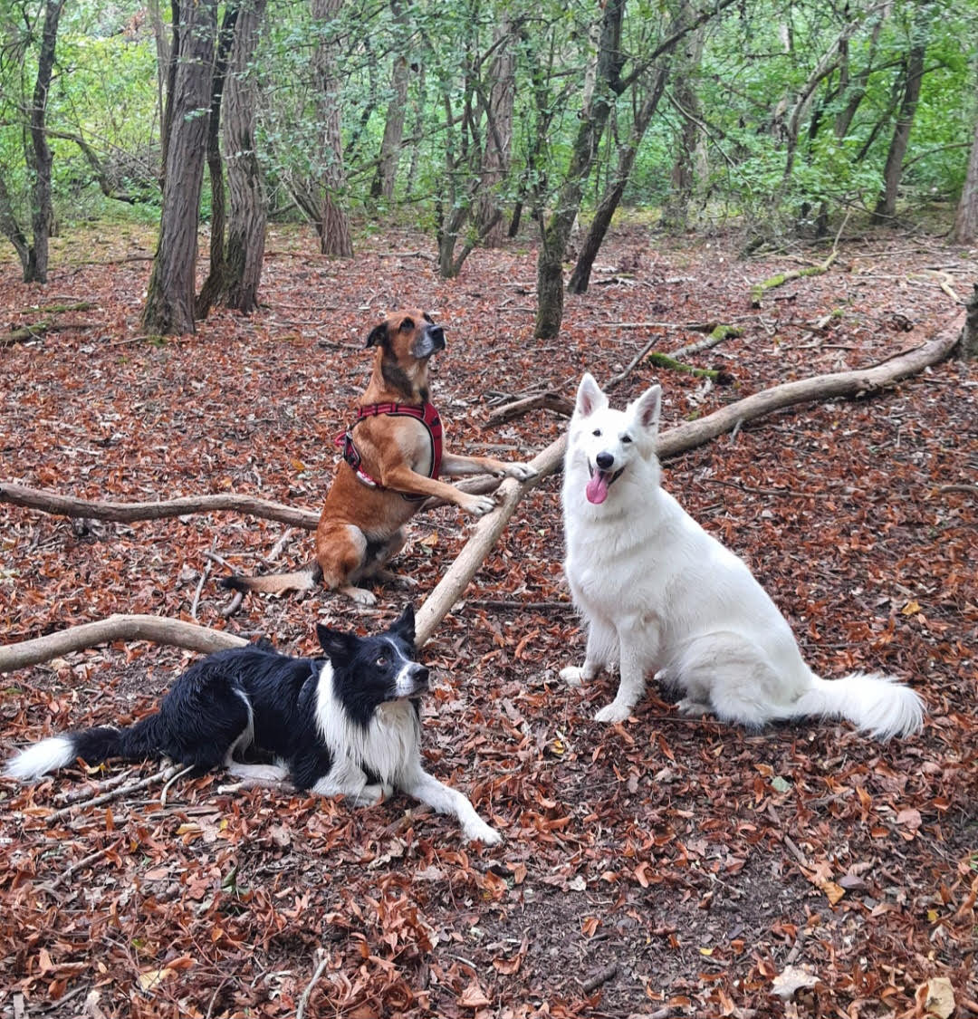 Parcours Berger blanc - Education chien