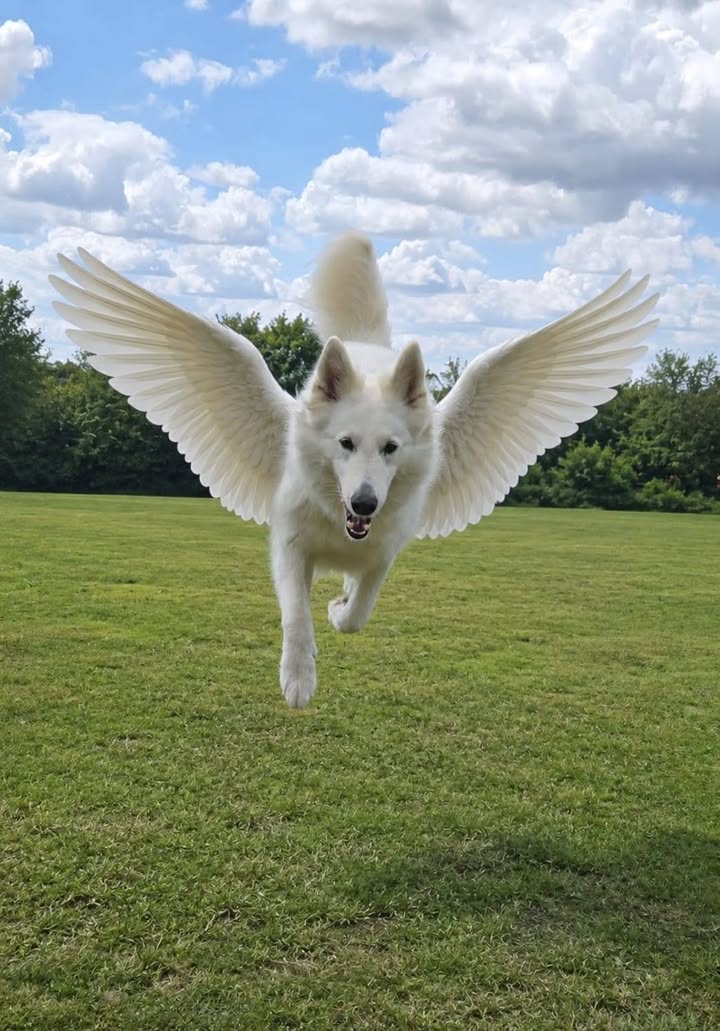 CANID'éduc